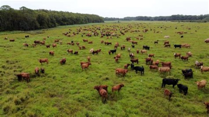 How Deseret Ranches of Florida — one of the largest U.S. cow-calf ranching operations — looks to sustain its legacy