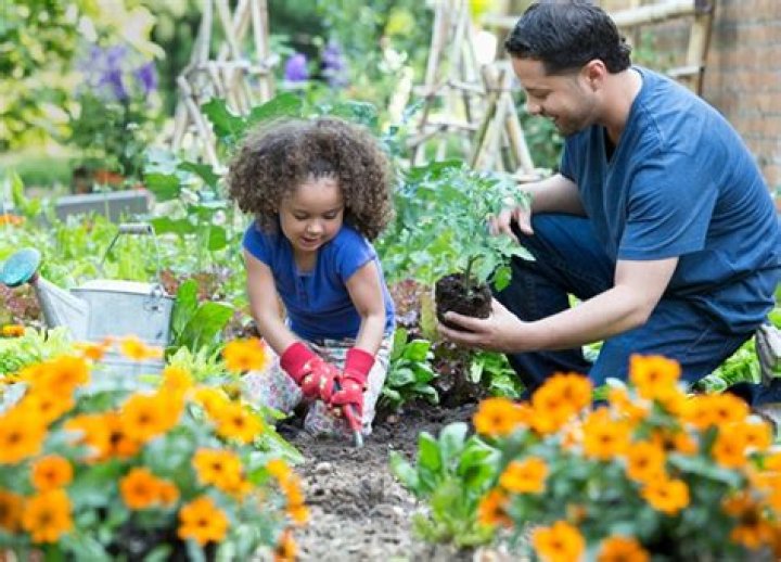 How to fertilize your garden organically