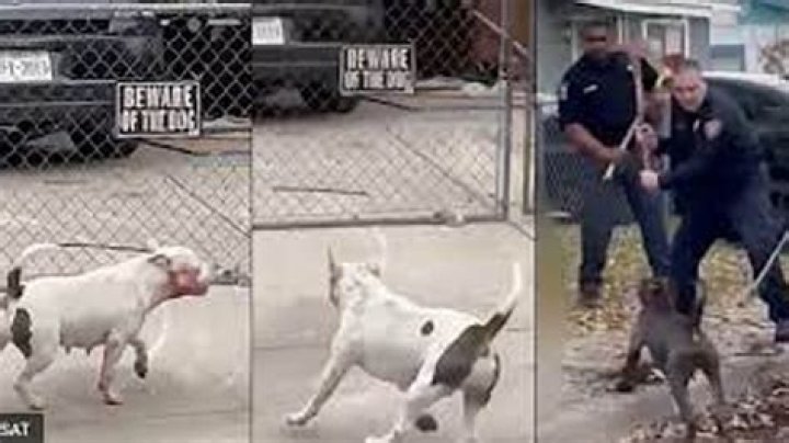 Hawaii island man dies after being mauled by 4 large dogs, police investigate owners under negligence law | News, Sports, Jobs