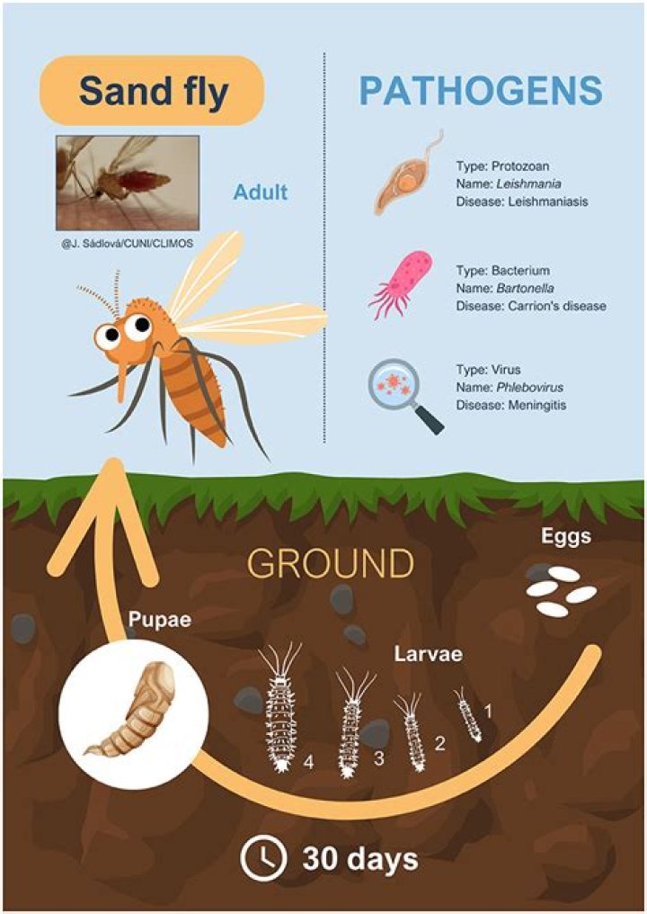 Sandfly season is here - how to avoid being bitten