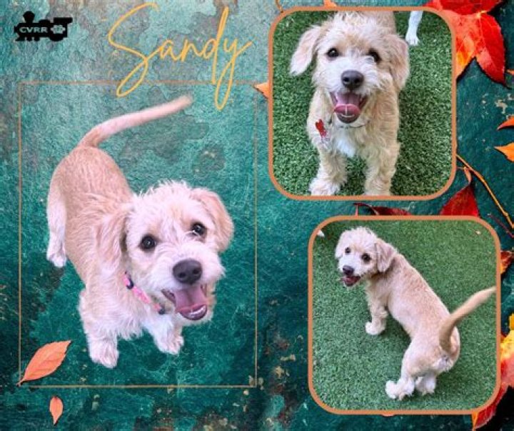 Sandy Gordon Obituary, Sandy Gordon Has Passed Away Unexpectedly