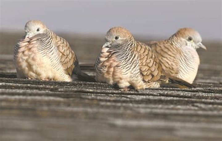 Zebra doves on a Maui rooftop | News, Sports, Jobs